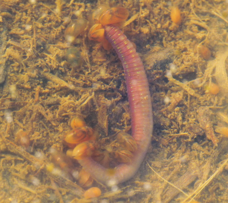 Ostracoda